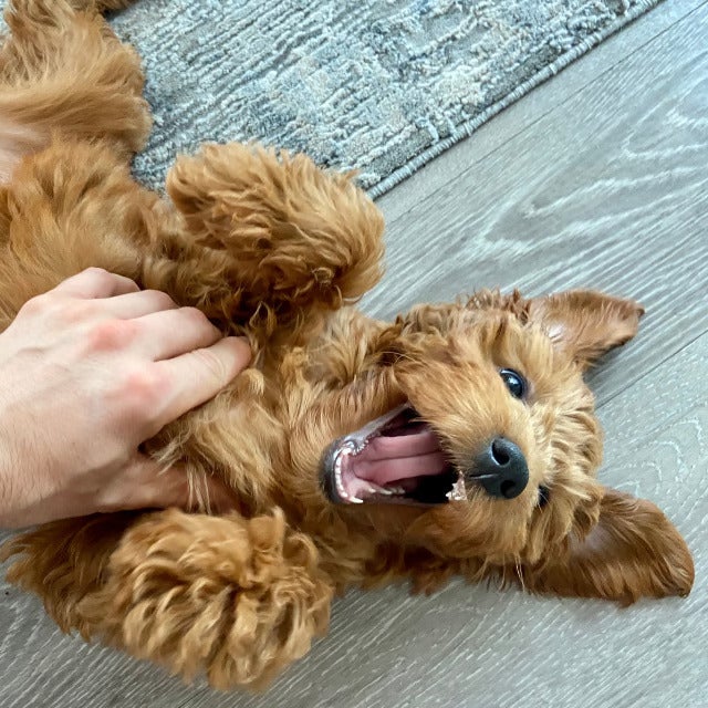 My goldendoodle puppy wont stop biting top
